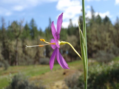 Image of Douglas' grasswidow