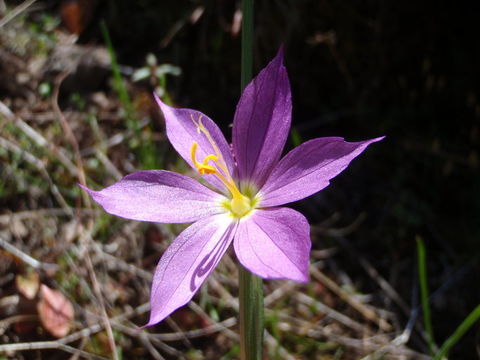 Image of Douglas' grasswidow