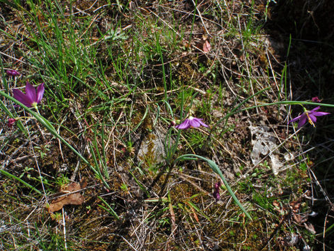 Image of Douglas' grasswidow