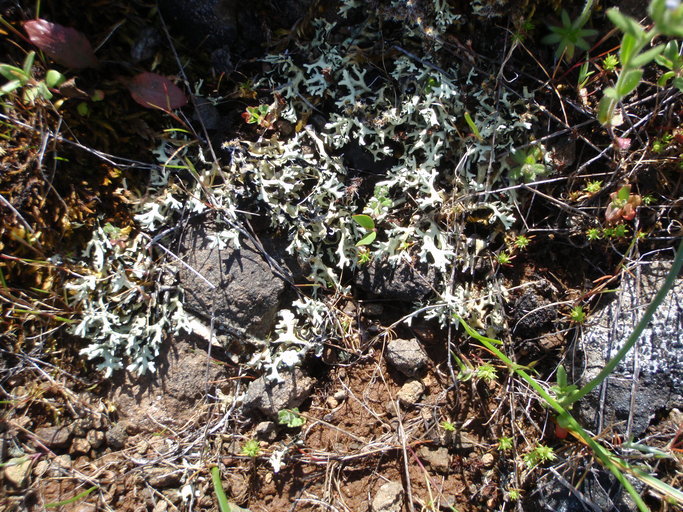 Image of Wyoming xanthoparmelia lichen