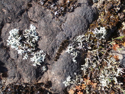 Image of Wyoming xanthoparmelia lichen