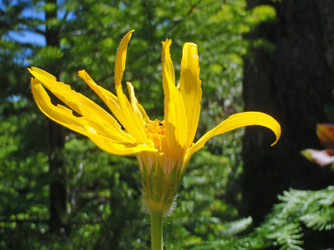 Image de Arnica latifolia Bongard