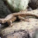 Imagem de Sceloporus spinosus Wiegmann 1828