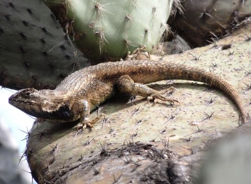 Imagem de Sceloporus spinosus Wiegmann 1828