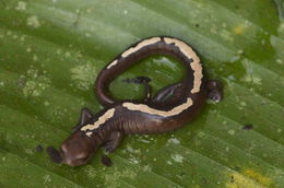 Image of Müller's Mushroomtongue Salamander