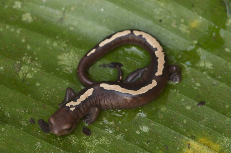 Image de Bolitoglossa mulleri (Brocchi 1883)