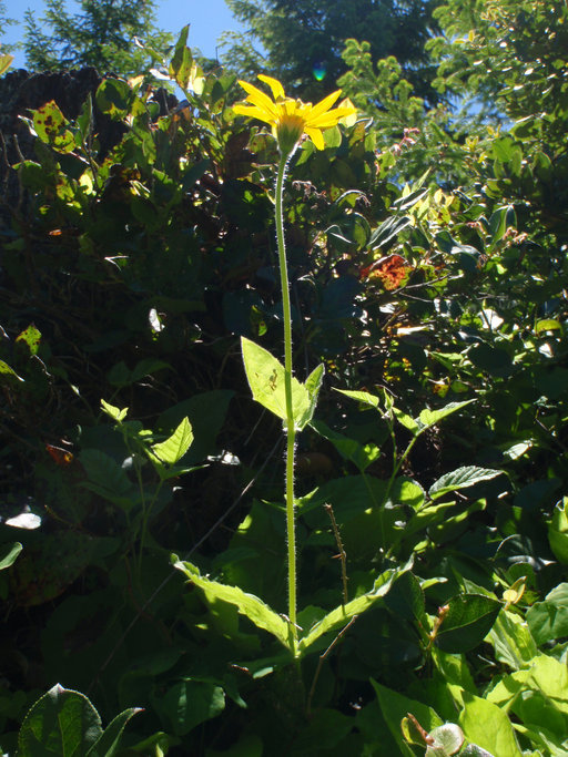 Image of broadleaf arnica