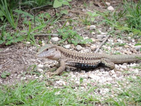 Слика од Aspidoscelis sackii (Wiegmann 1834)