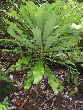 Image of Oahu cyanea