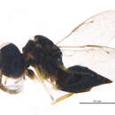 Image of Pachyneurinae