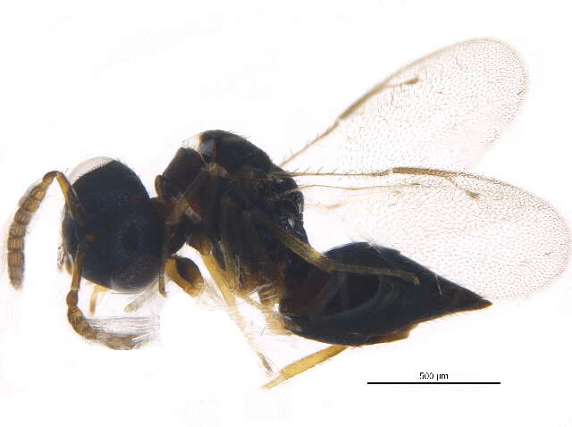 Image of Pachyneurinae