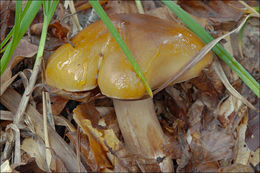 Imagem de Tricholoma ustale (Fr.) P. Kumm. 1871