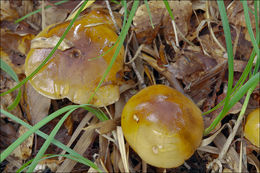 Image of Tricholoma ustale (Fr.) P. Kumm. 1871