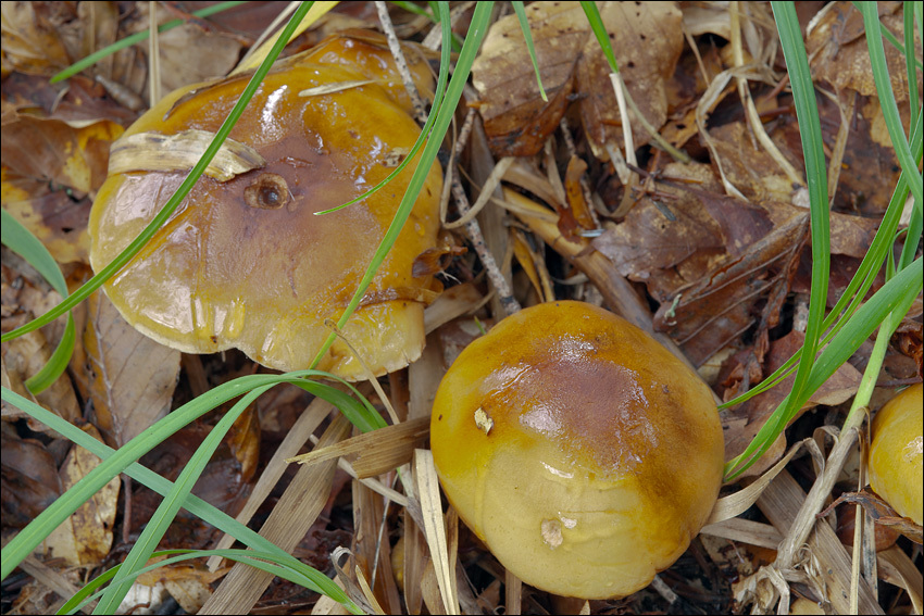 Imagem de Tricholoma ustale (Fr.) P. Kumm. 1871