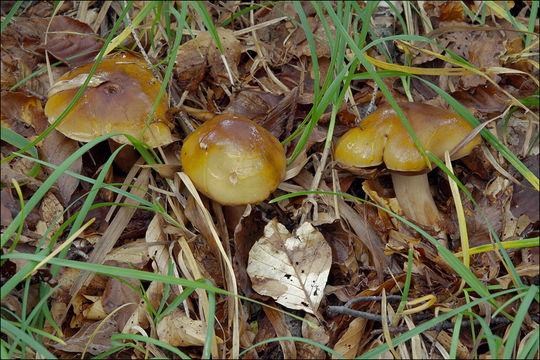 Image of Tricholoma ustale (Fr.) P. Kumm. 1871