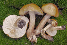 Image of Tricholoma ustale (Fr.) P. Kumm. 1871