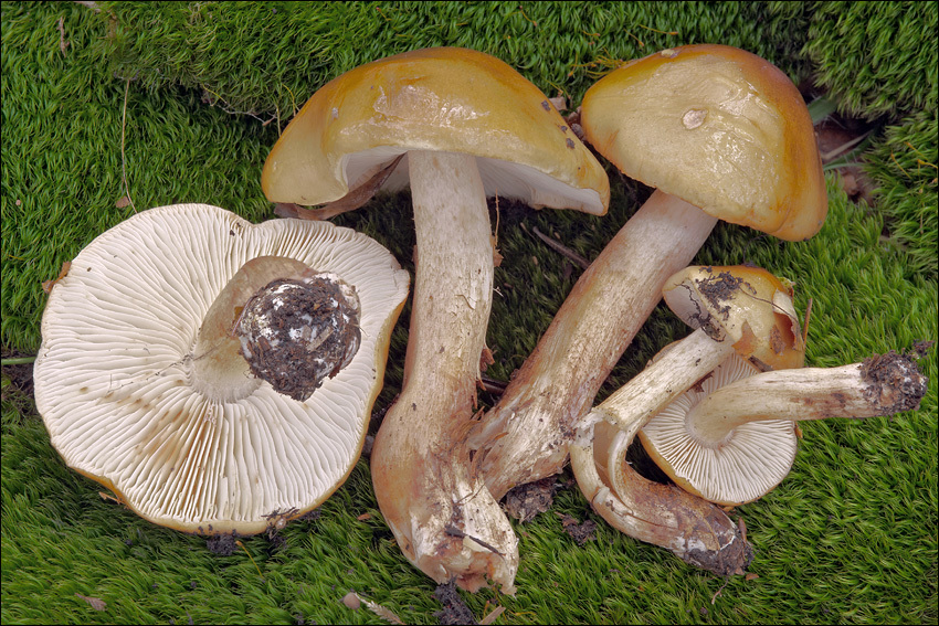 Imagem de Tricholoma ustale (Fr.) P. Kumm. 1871