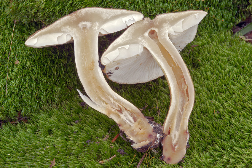 Image of Tricholoma ustale (Fr.) P. Kumm. 1871