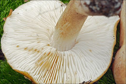 Image of Tricholoma ustale (Fr.) P. Kumm. 1871