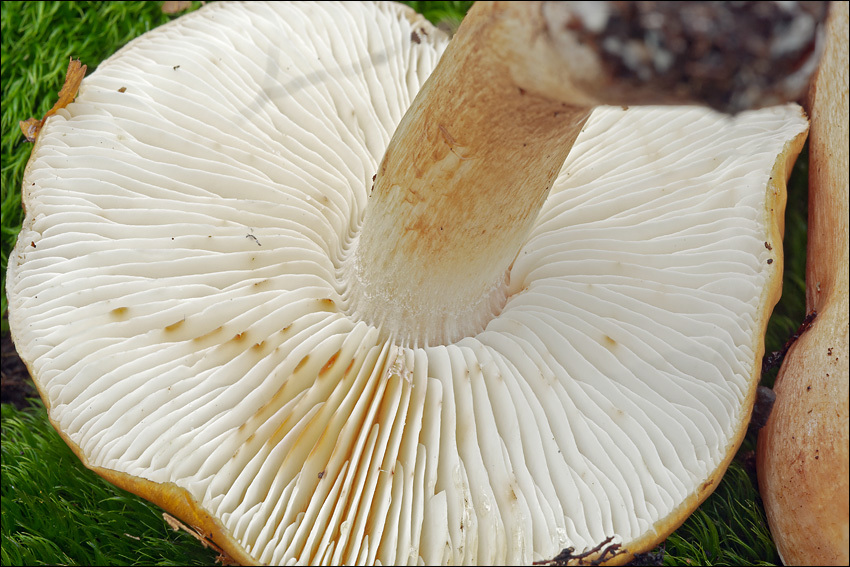 Imagem de Tricholoma ustale (Fr.) P. Kumm. 1871