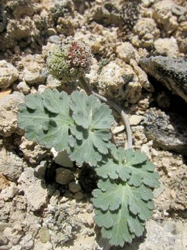 Image of globe springparsley