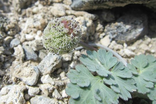 Image of globe springparsley