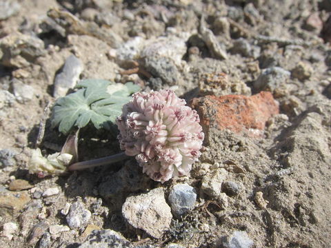 Image of globe springparsley