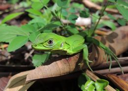 Image of Western Spiny-tailed Iguana