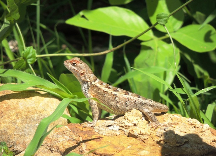 Image of Sceloporus spinosus Wiegmann 1828