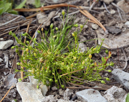 Image of Alpine Pearlwort