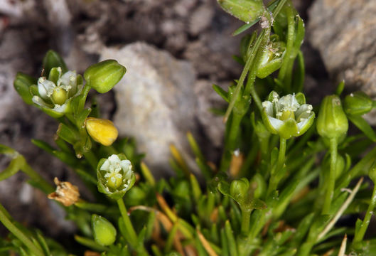 Image of Alpine Pearlwort