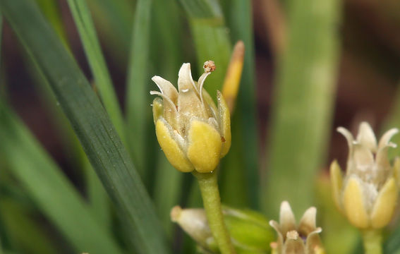 Image of Alpine Pearlwort