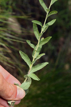 Слика од Eucephalus breweri (A. Gray) G. L. Nesom