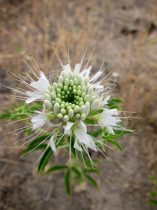 Image of Navajo spinach