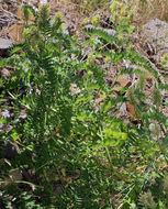 Image of chickpea milkvetch