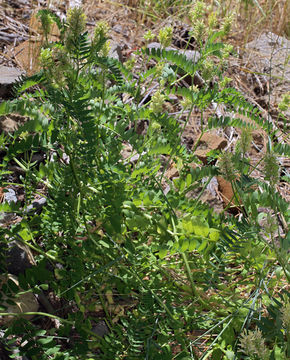 Image of chickpea milkvetch