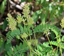 Image of chickpea milkvetch