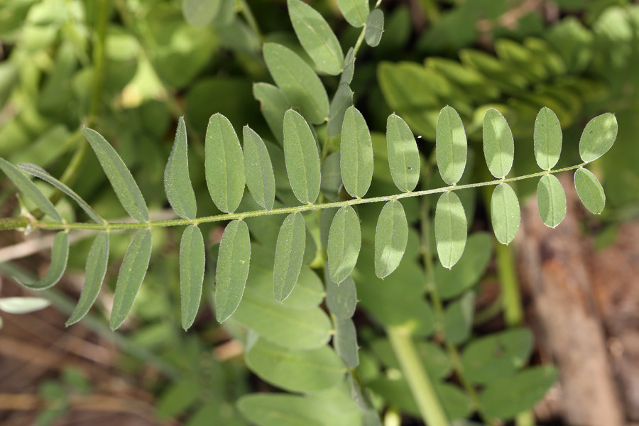 Image of chickpea milkvetch