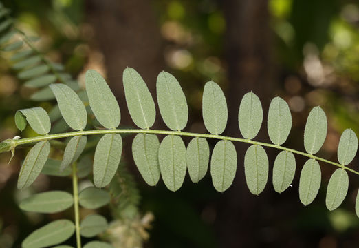 Image of chickpea milkvetch