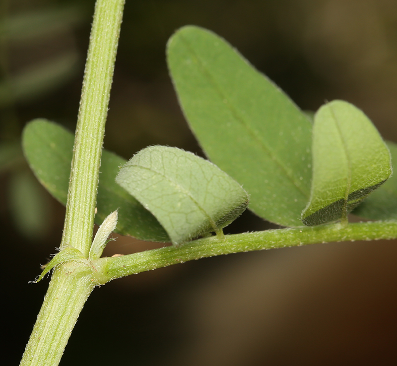 Image of chickpea milkvetch