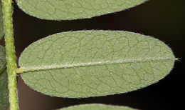 Image of chickpea milkvetch