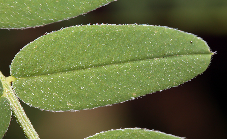 Image of chickpea milkvetch