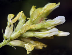 Image of chickpea milkvetch