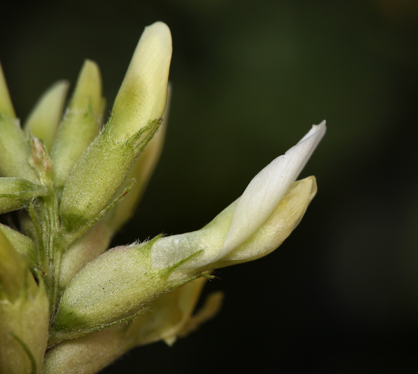 Image of chickpea milkvetch