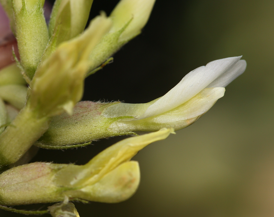 Image of chickpea milkvetch