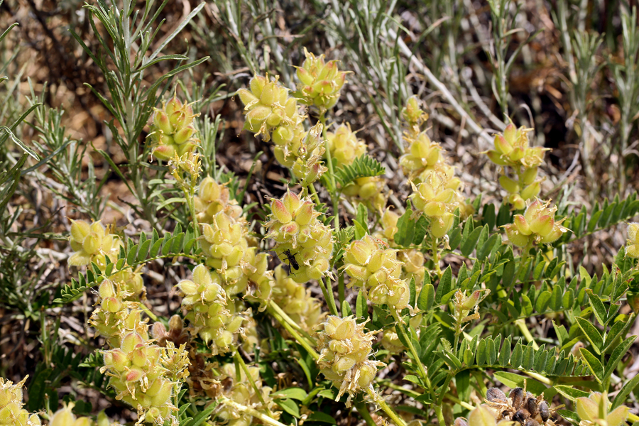 Image of chickpea milkvetch