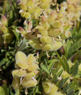 Image of chickpea milkvetch