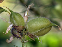 Image of chickpea milkvetch