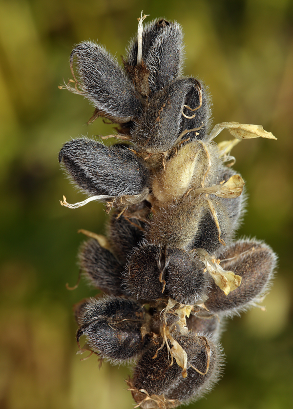 Image of chickpea milkvetch