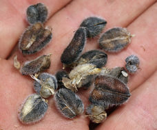 Image of chickpea milkvetch